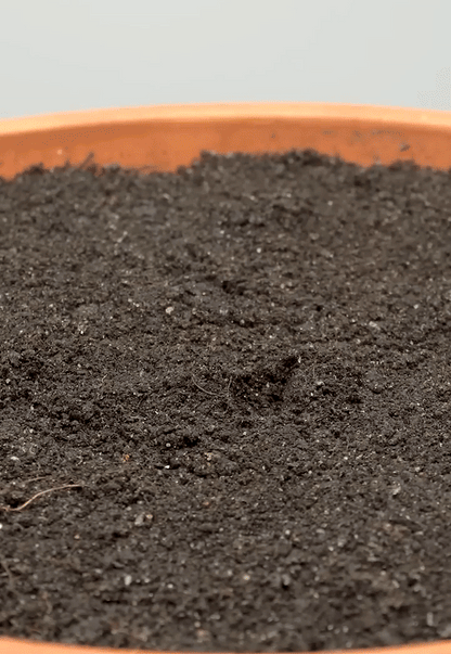 Brinjal