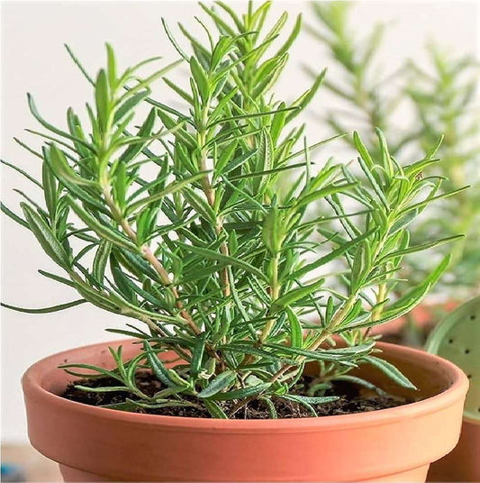 Rosemary Seeds