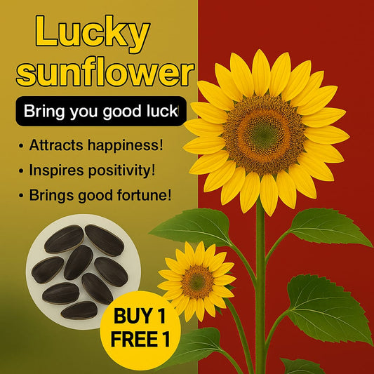 Jumbo Sunflower Seeds