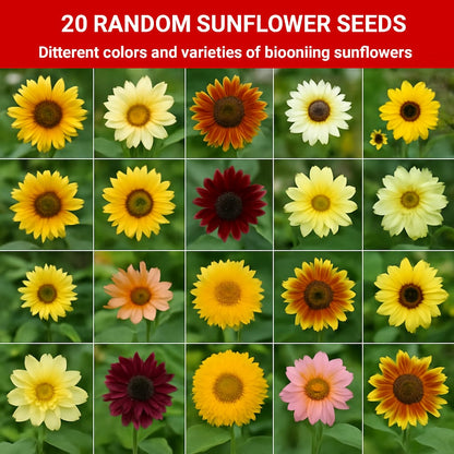 Jumbo Sunflower Seeds