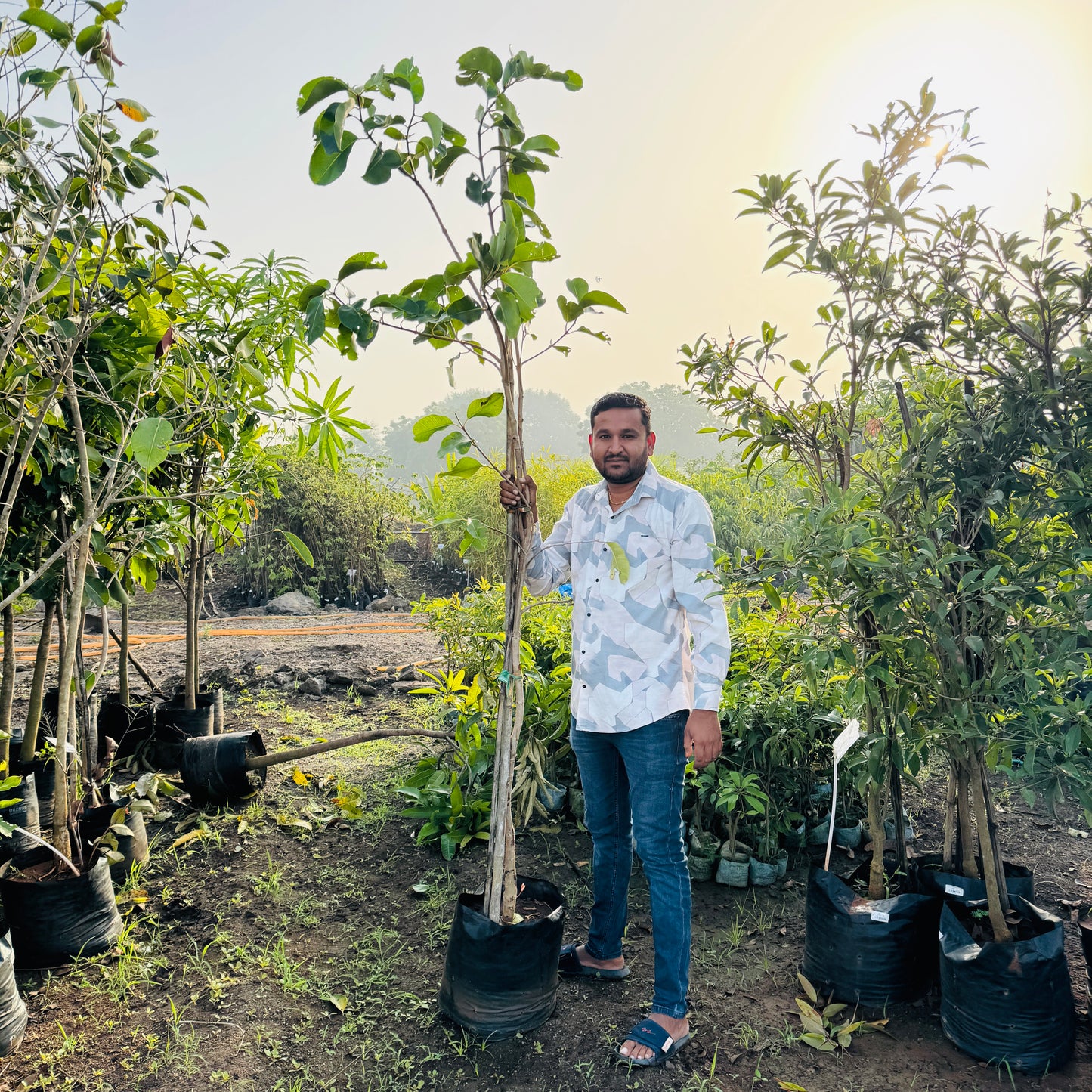 Rootfuel - Live Grafted KG10 Jamun Plant – Grow Jumbo, Sweet Black Plums!