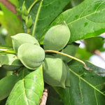 Badam plant