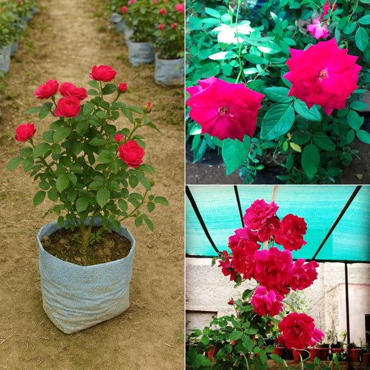 Kashmiri rose plant