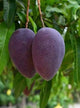 Kasturi Mango