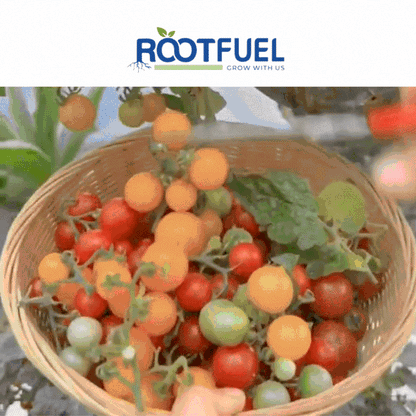 Cherry Tomato Seeds