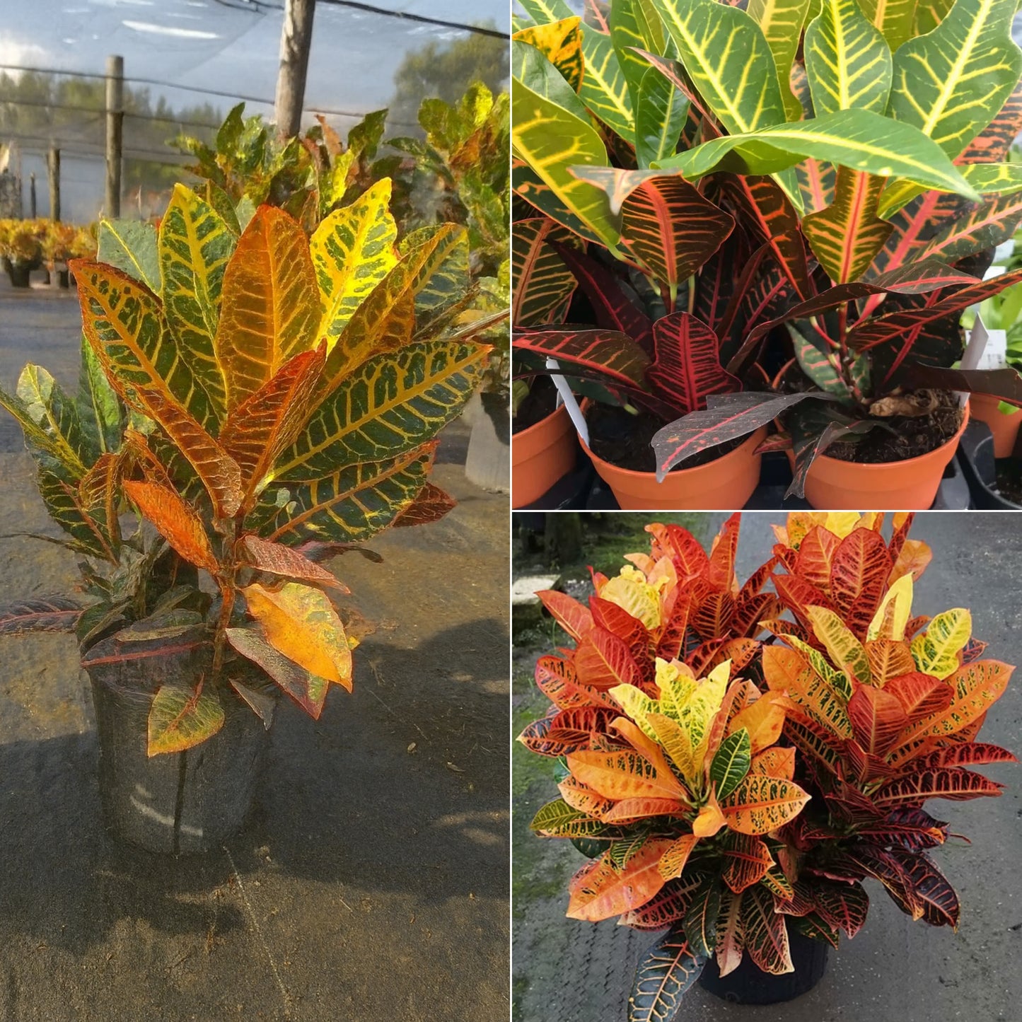Petro Croton