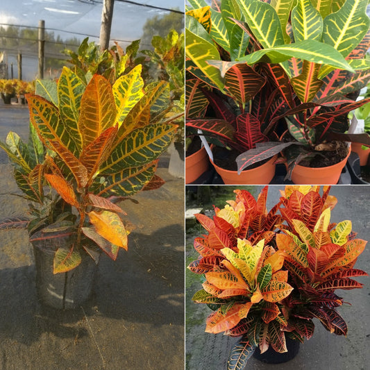 Petro Croton