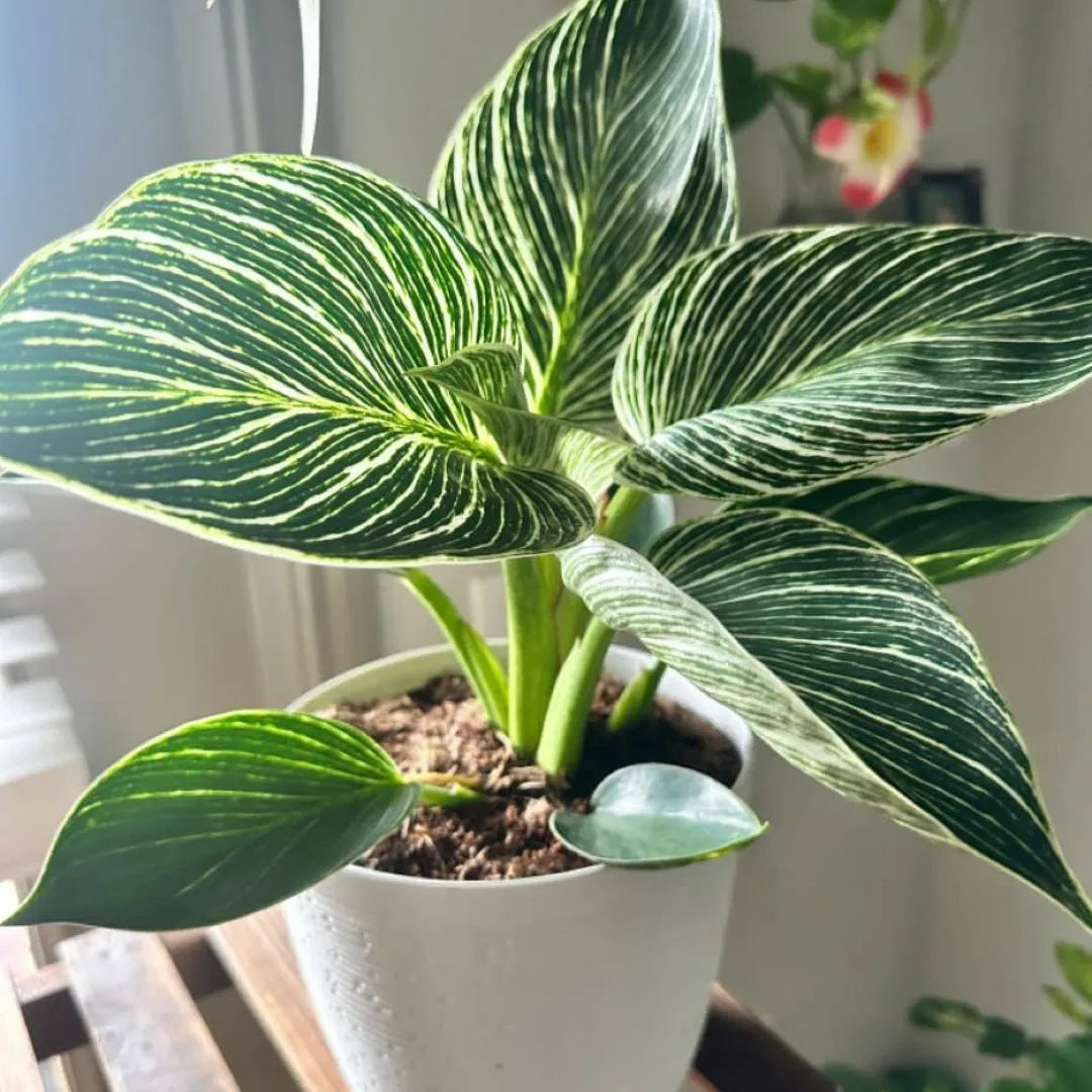 birkin plant