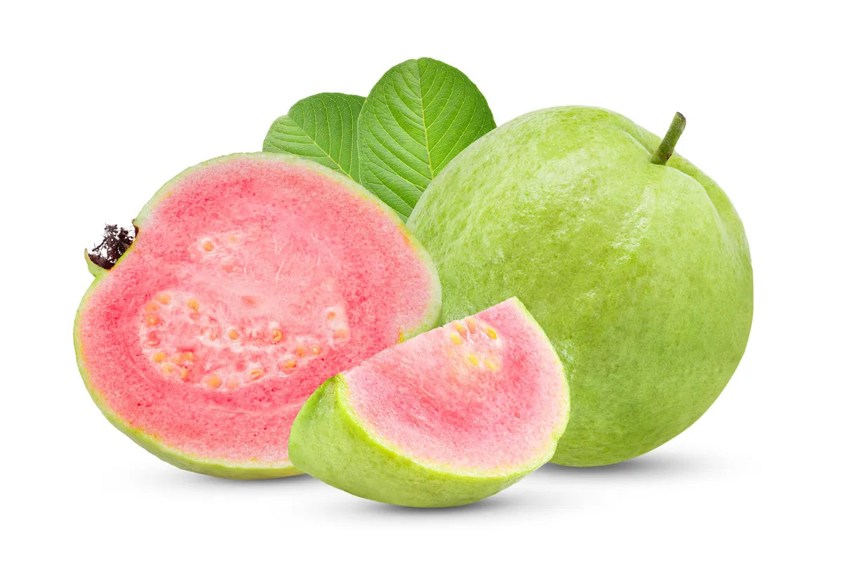 Rootfuel Grafted Taiwan Pink Guava - 1 Healthy Live Air layered/Grafted Plant with Growbag