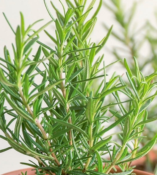 Rosemary Seeds