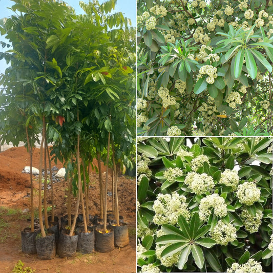Saptapadi plant