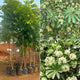 Saptapadi plant