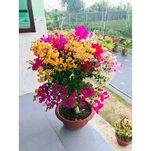 buganvilla bonsai