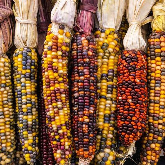 Ornamental Corn Multi Colour Seeds