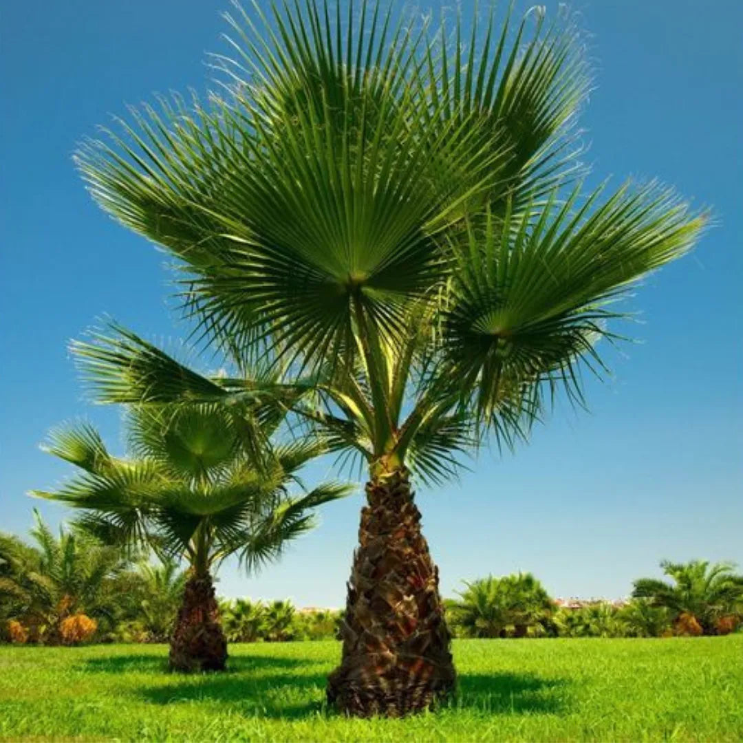 washingtonia palm