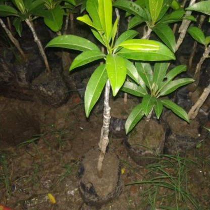 Live Grafted Cricket Ball Chikoo Plant – Get Fruit in Just 1 Year!