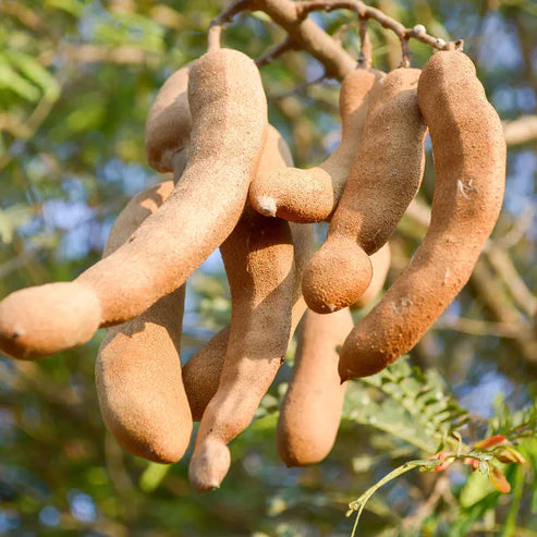 Tamarind / imli