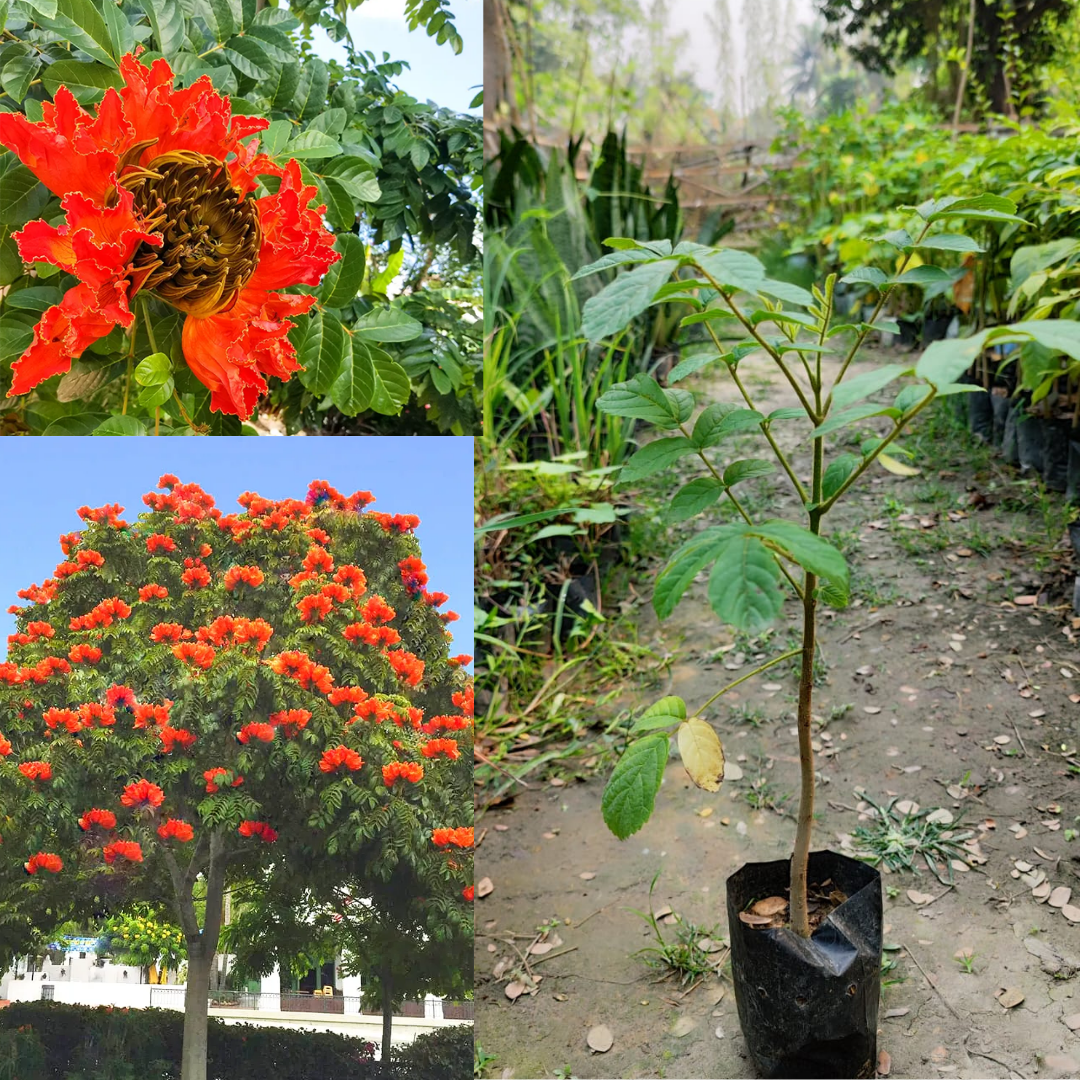 African Tulip