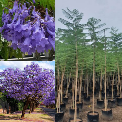 Jacaranda