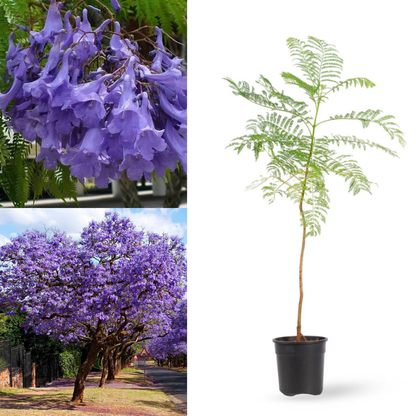 Jacaranda