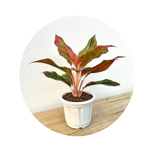 Aglaonema Lipstick Plant | Colorful Indoor Foliage for Stylish Home Décor
