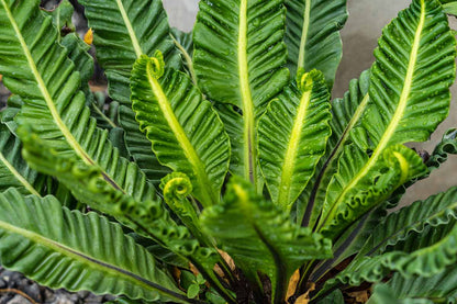 Fern