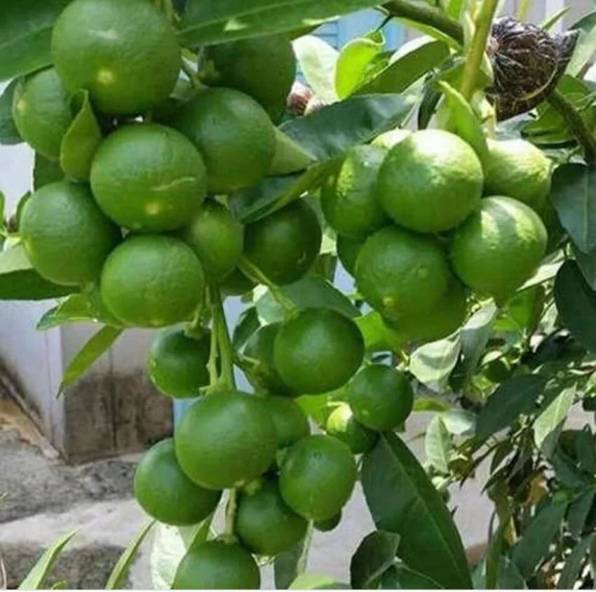 Kolkata Pati Lemon