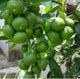 Kolkata Pati Lemon