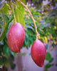 Austin Mango