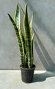 snake plant / Sansevieria