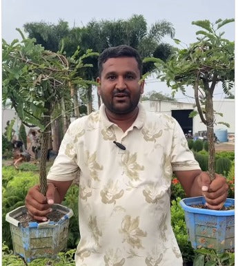 Bonsai imli