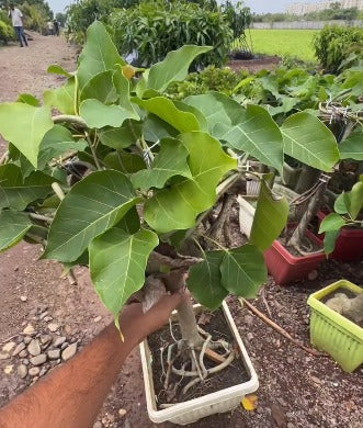 Bonsai vadlo