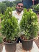 variegated mayur pankh