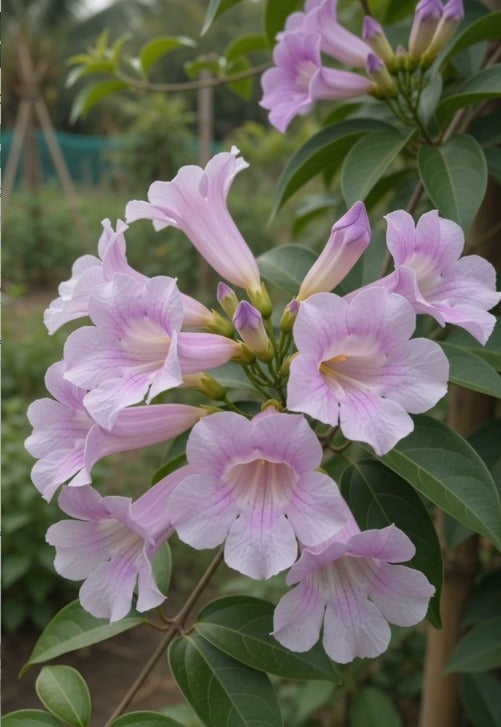 cat claw creeper