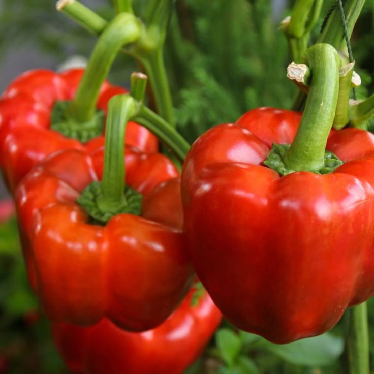 Rainbow Capsicum Seeds Pack – 5 Vibrant Colours!