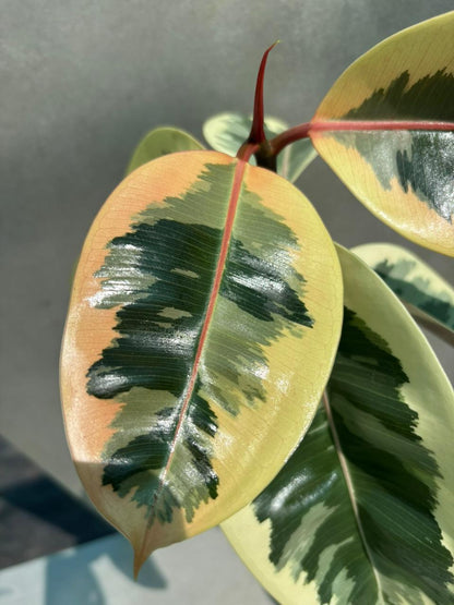variegated rubber plant