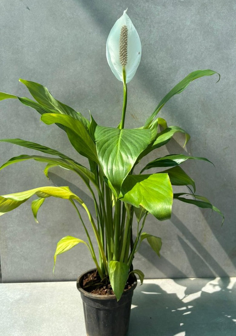 Peace lilly