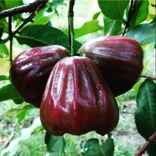 Dalhari Water Apple