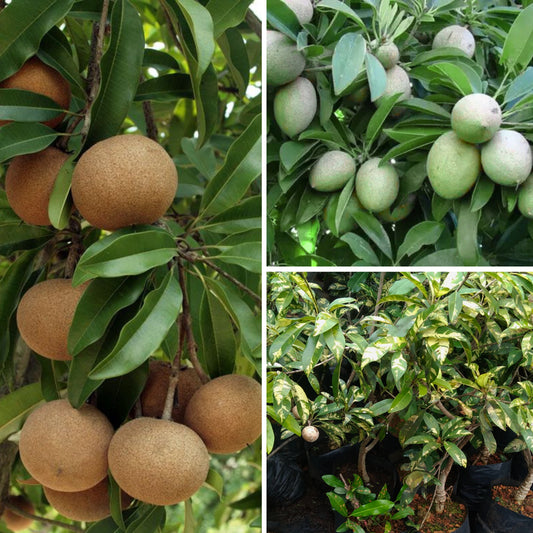 Variegated Chiku