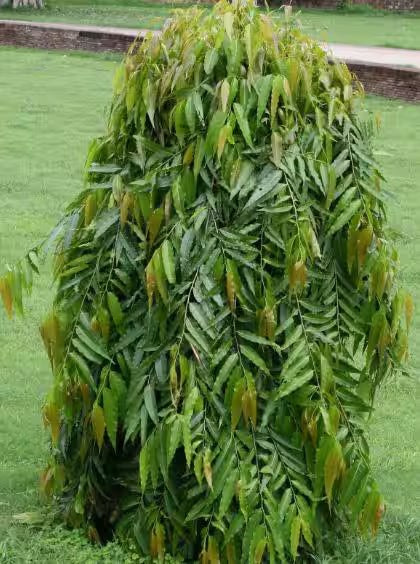 Asopalav aado