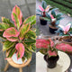 Aglaonema
