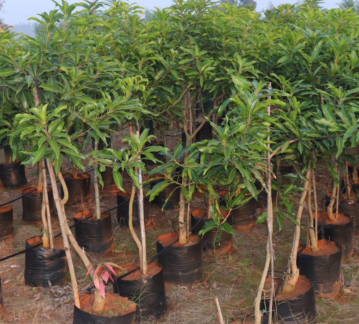 Alphonso Mango