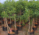 Alphonso Mango