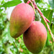 American Red pulmer Mango