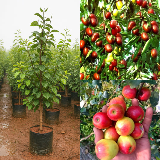 Apple Bor Plant