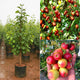 Apple Bor Plant