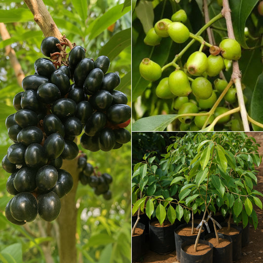 Jamun