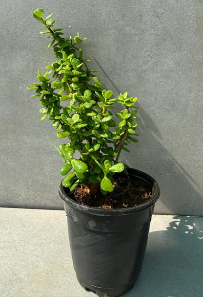 Jade plant