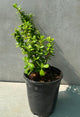 Jade plant