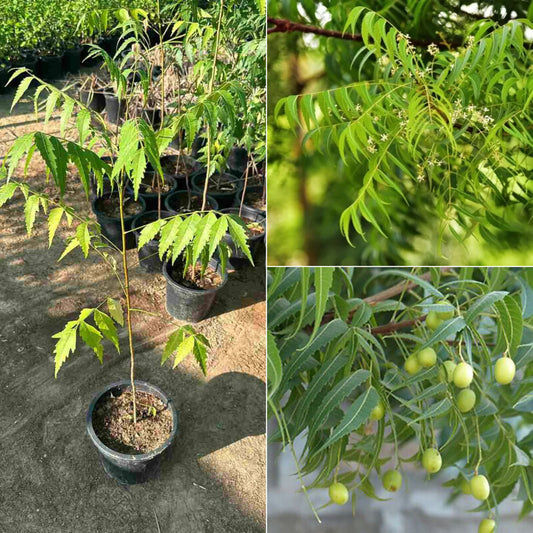 Bitter Neem